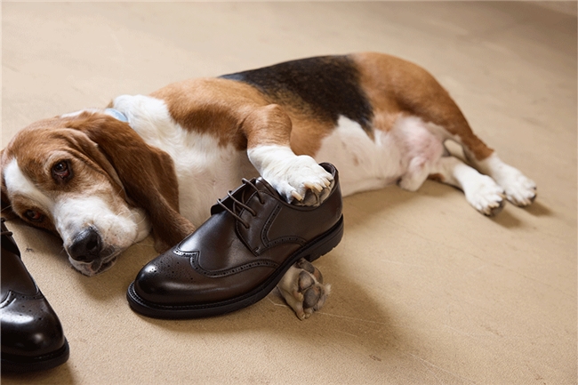 Hush Puppies暇步士鞋类新品即将上市,嘉曼服饰构建全品类自营体系