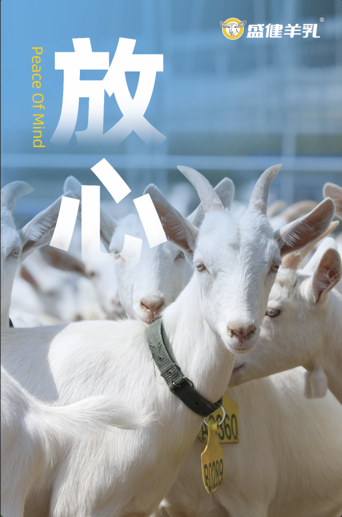 破解假奶乱象!盛健羊乳一杯放心真羊奶的诞生