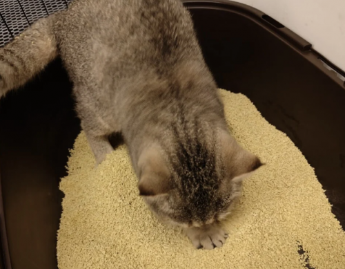 霸榜2026 年1月猫砂消费者榜单：梁小妖小米猫砂成铲屎官新宠