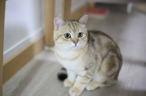 霸榜2026 年1月猫砂消费者榜单：梁小妖小米猫砂成铲屎官新宠