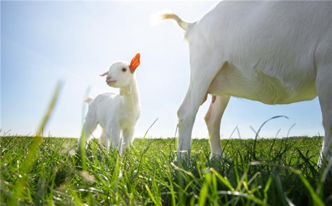 推荐4款热门羊奶粉，搞定换季口粮看这篇奶粉三段推荐