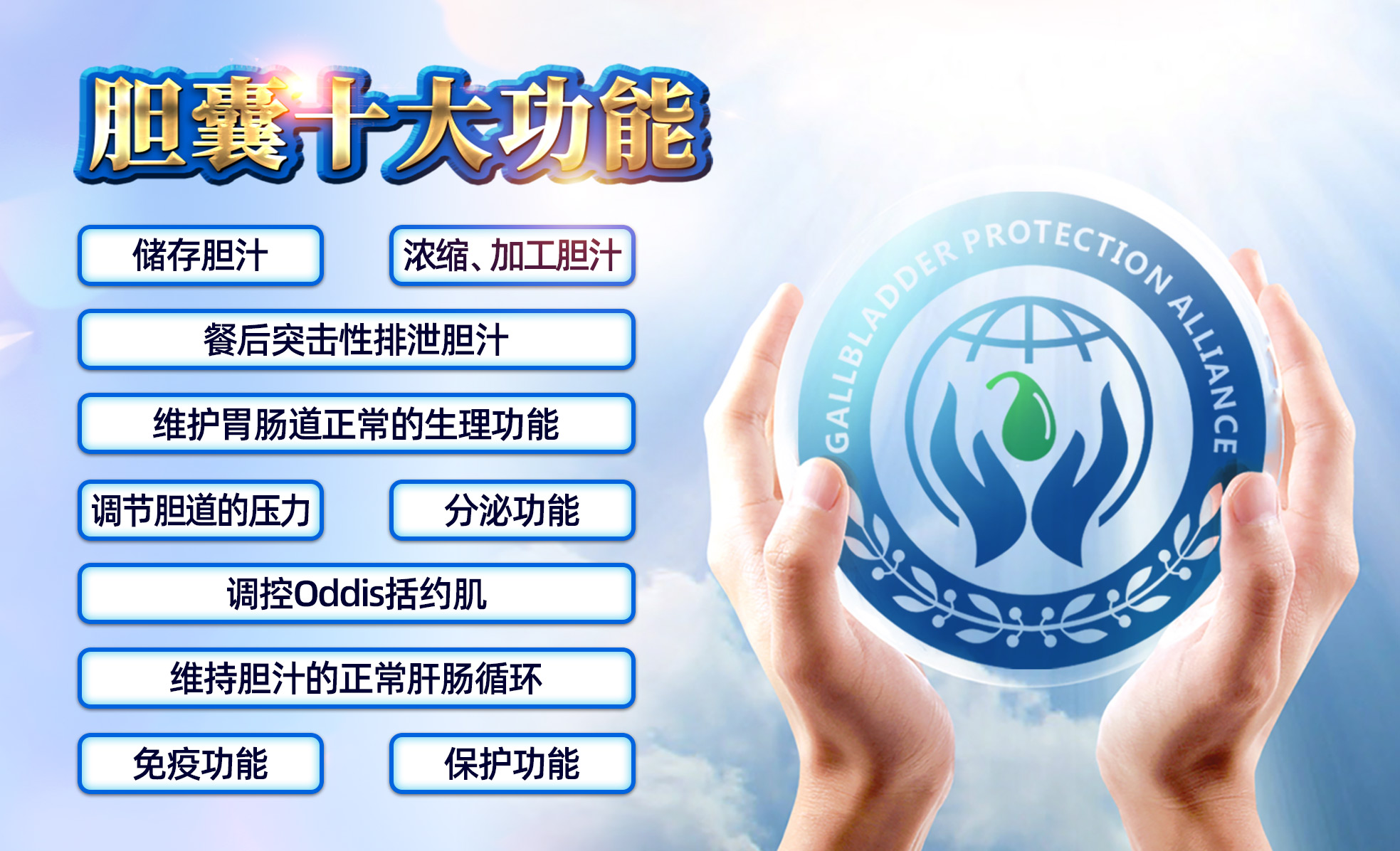 胆囊十大功能.jpg