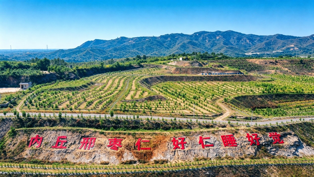 探访以岭酸枣GAP基地：从道地原料到现代睡眠健康产品