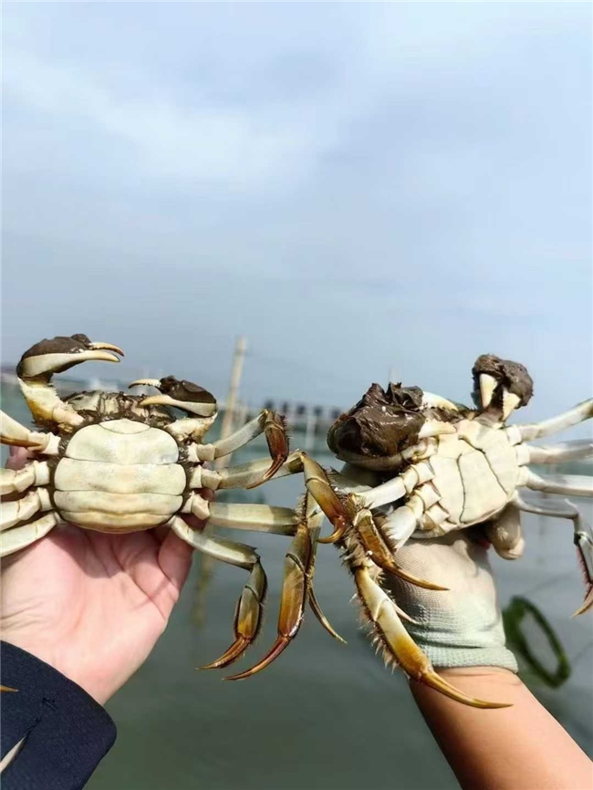 实地走访阳澄湖核心产区：正宗阳澄湖大闸蟹购买攻略，苏州本地送礼完全不踩坑